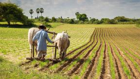 Man plowing field